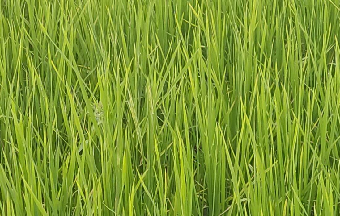 نخستین خوشه‌های طلایی در خلیفه‌محله رودسر