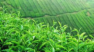 اعلام مهلت پرداخت تسهیلات به زراعی باغ‌های چای