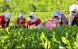 پرداخت بخشی دیگر از مطالبات چایکاران + مصاحبه پرداخت بخشی دیگر از مطالبات چایکاران + مصاحبه