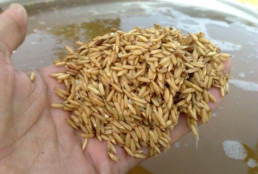 شالیکاران بذرهای برنج را پیش از کاشت ضدعفونی کنند.