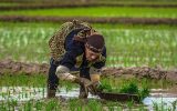 تب شالیزار ، تهدیدی برای شالیکاران تب شالیزار ، تهدیدی برای شالیکاران