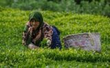 جهش تولید در گیلان با ارائه تسهیلات ارزان قیمت به کشاورزان جهش تولید در گیلان با ارائه تسهیلات ارزان قیمت به کشاورزان
