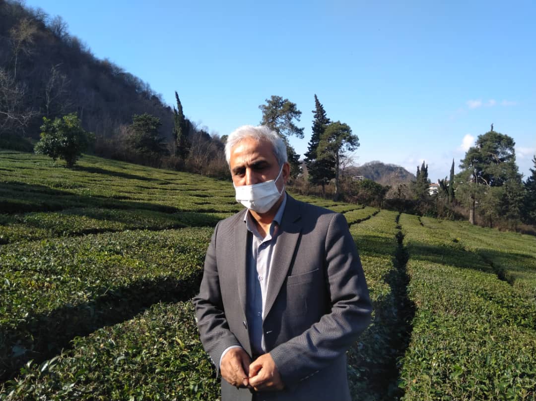 حبیب جهانساز خبر داد:پرداخت تسهیلات به چایکاران/پروژه اصلاح الگوی شیب باغات چای از دو سال گذشته در دستور کار سازمان قرار گرفت.