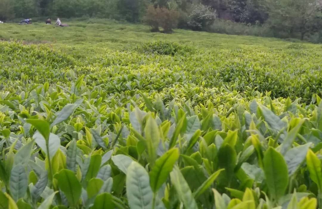 ۳۰ کارخانه چایسازی تاکنون با سازمان چای کشور قرارداد خرید امضا کرده اند.