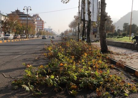 هرس و شاخه زنی درختان سطح شهر لاهیجان توسط شهرداری