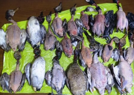 جمع شدن بساط فروش پرندگان مهاجر در بازار لنگرود