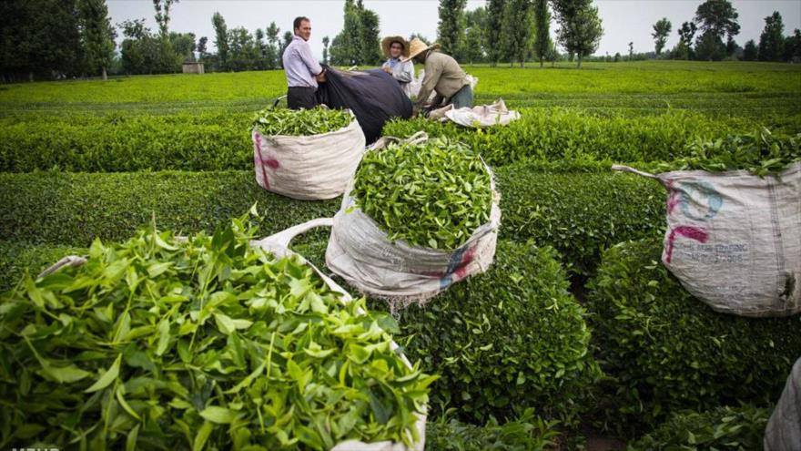 پرداخت تسهیلات کم به چایکاران و کارخانه داران شمال کشور توسط سازمان چای