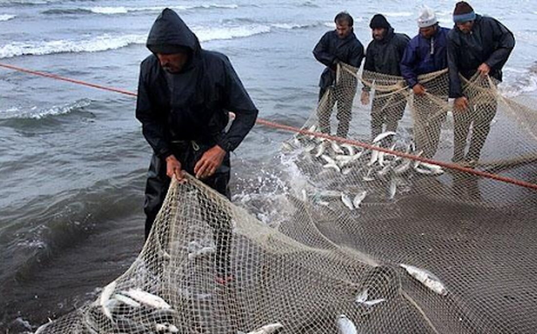 افزایش ۵۰ درصدی صید ماهیان استخوانی در گیلان