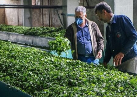 قرارداد سازمان چای کشور با کارخانجات چایسازی برای خرید برگ سبز چای در سال جدید
