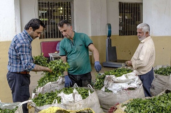 شروع خرید تضمینی برگ سبز چای در گیلان و مازندران