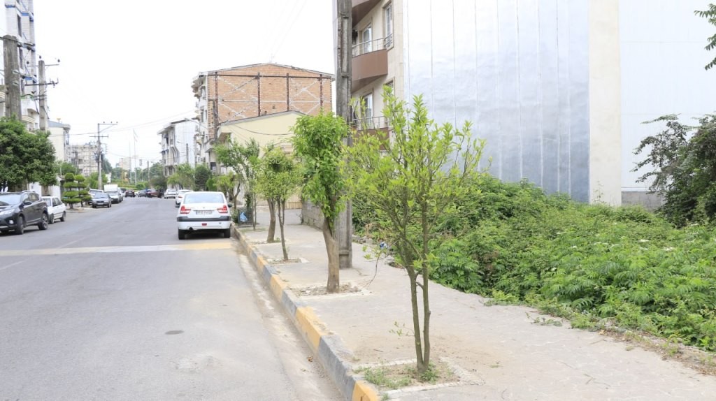 کاشت ۶۰ درخت نارنج در خیابان شیخ زاهد‌