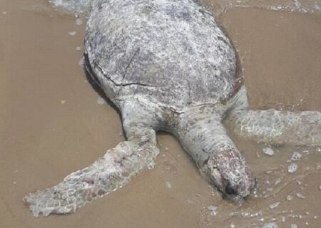 کشف لاشه لاک‌پشت پوزه عقابی غول پیکر در ساحل بندرعباس