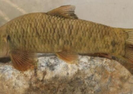 کشف یک گونه ماهی ۱۲ میلیون ساله در رودخانه‌های ایران