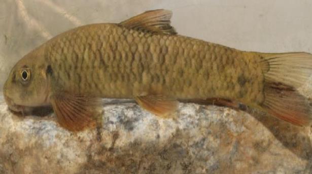 کشف یک گونه ماهی ۱۲ میلیون ساله در رودخانه‌های ایران