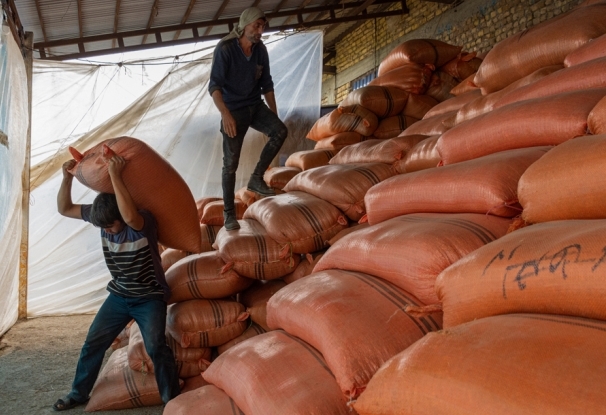 در راستای حمایت از کشاورزان خرید ارقام پرمحصول برنج مازاد