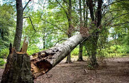 بخشنامه صادره از اداره منابع طبیعی جهت قطع و حمل کلیه درختان جنگلی و غیر جنگلی