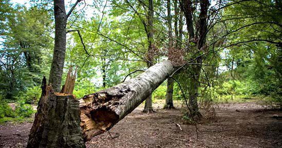 بخشنامه صادره از اداره منابع طبیعی جهت قطع و حمل کلیه درختان جنگلی و غیر جنگلی