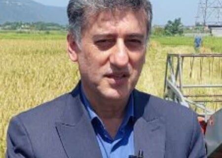 دروی ۷۰ درصدی برنج توسط شالیکاران در شهرستان رودسر