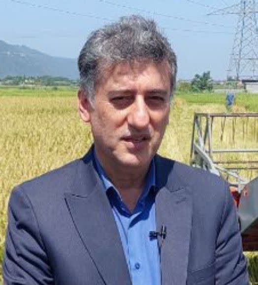 دروی ۷۰ درصدی برنج توسط شالیکاران در شهرستان رودسر
