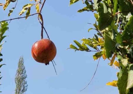 روستای انبوه در میان انبوهی از مشکلات