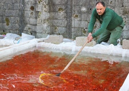 رتبه نخست گیلان در تولید ماهیان زینتی کشور