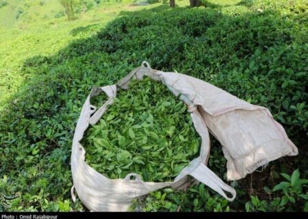 دبیر و اعضای کمیته‌های دومین جشنواره ملی رسانه‌ای چای کشور منصوب شدند