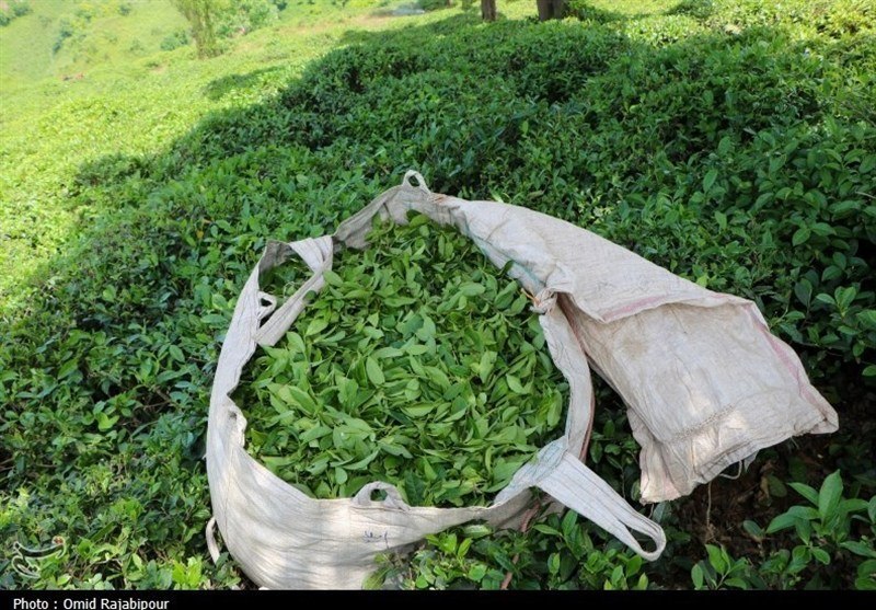 دبیر و اعضای کمیته‌های دومین جشنواره ملی رسانه‌ای چای کشور منصوب شدند